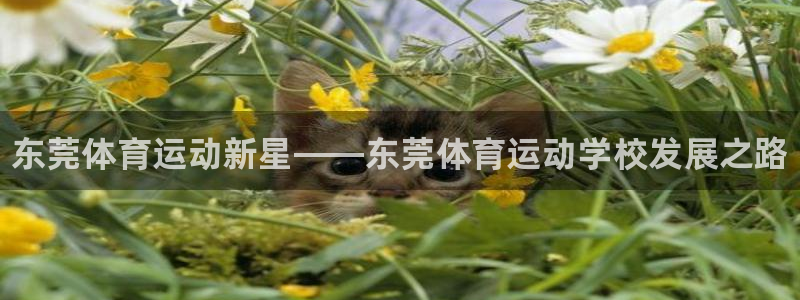 J9官方正版app娱乐：东莞体育运动新星——东莞体育